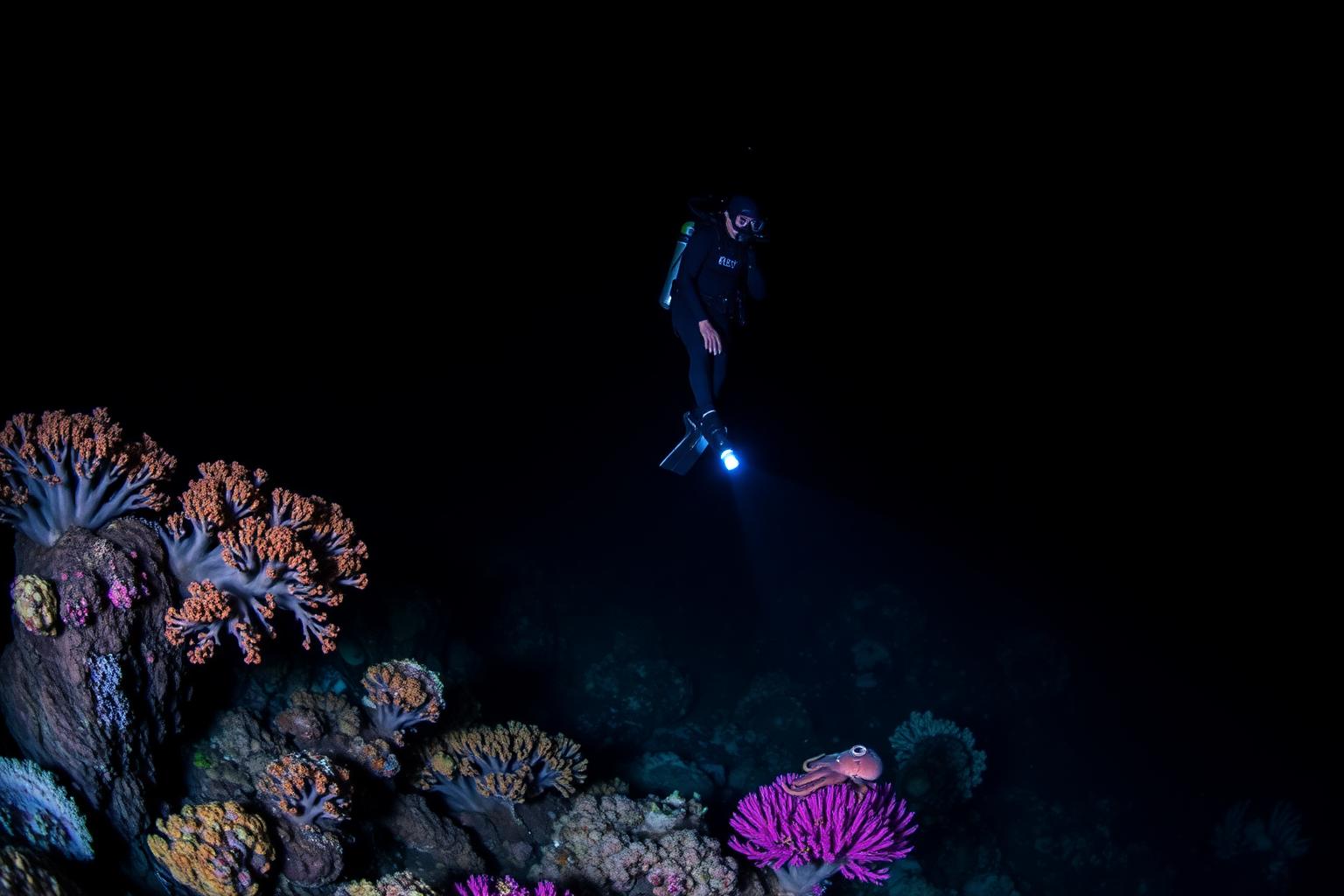Night Dives